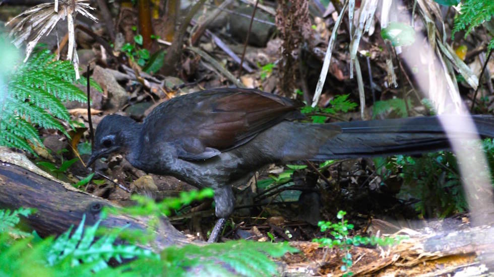 Minnamurra-Rainforest-Lyrebird