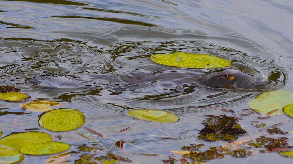 Platypus oder Schnabeltier - natural environment Australia