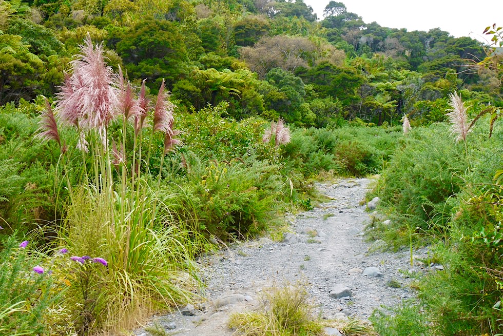 Putangirua Pinncales - toetoe oder toitoi - hochwachsende Süßgräser, die in Neuseeland endemisch sind - Nordinsel, Neuseeland
