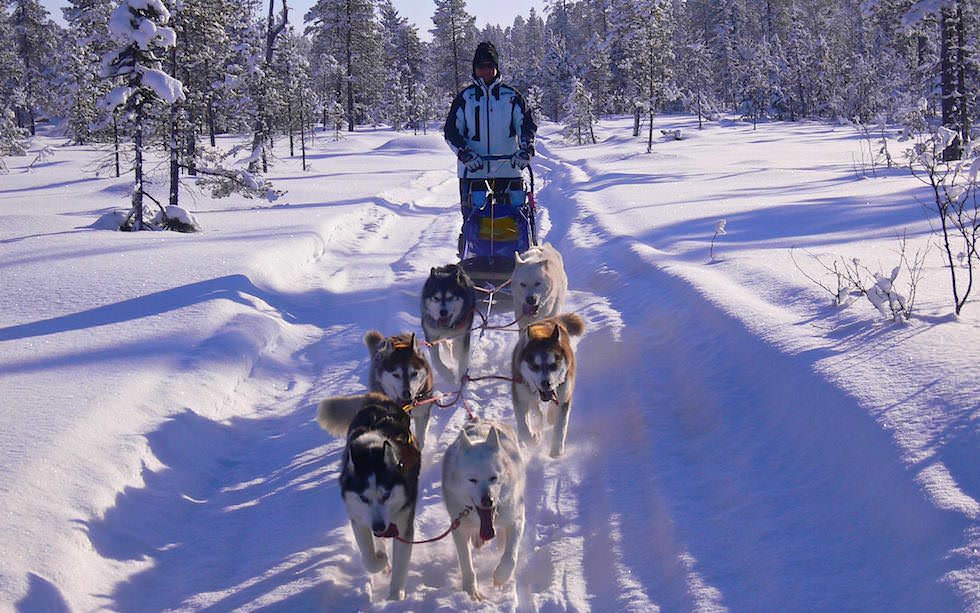 Husky Abenteuer Lappland - Hundeschlitten Touren selbst fahren - Schwedisch Lappland
