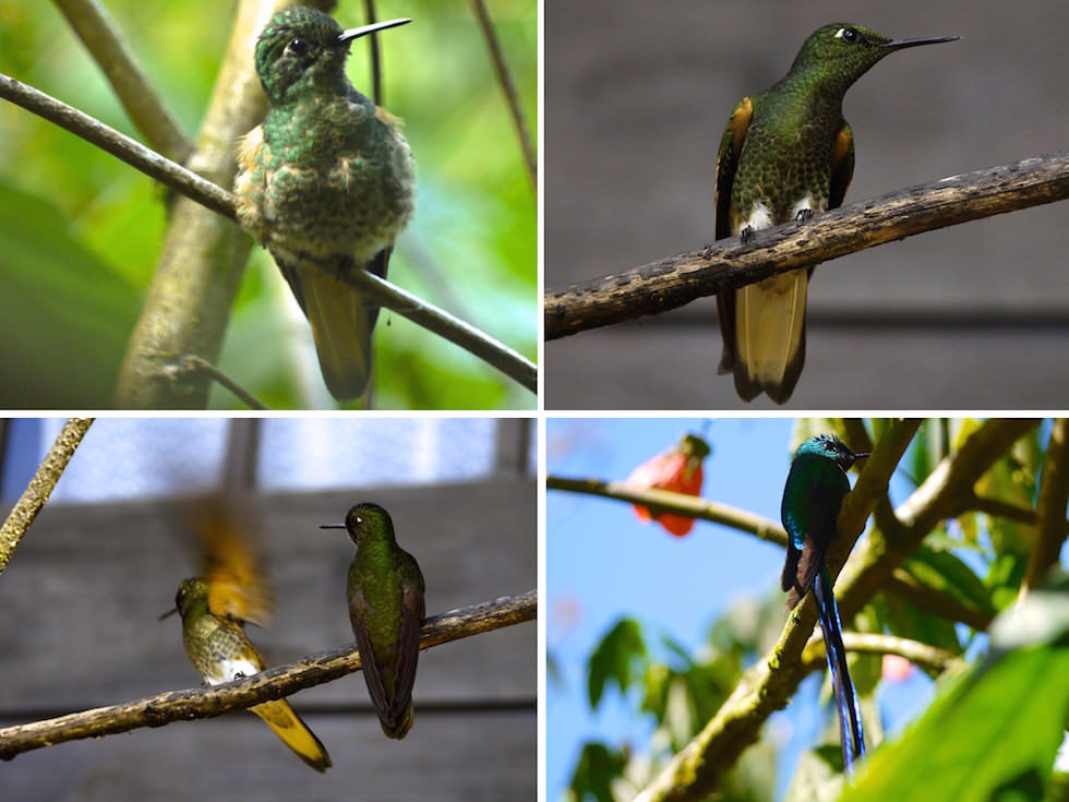 Humming Birds -Valle del Cocora - Salento - Colombia