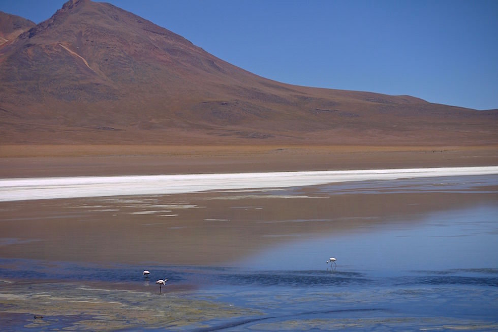 Lagune mit Flamingos - Jeeptour Uyuni in Bolivien