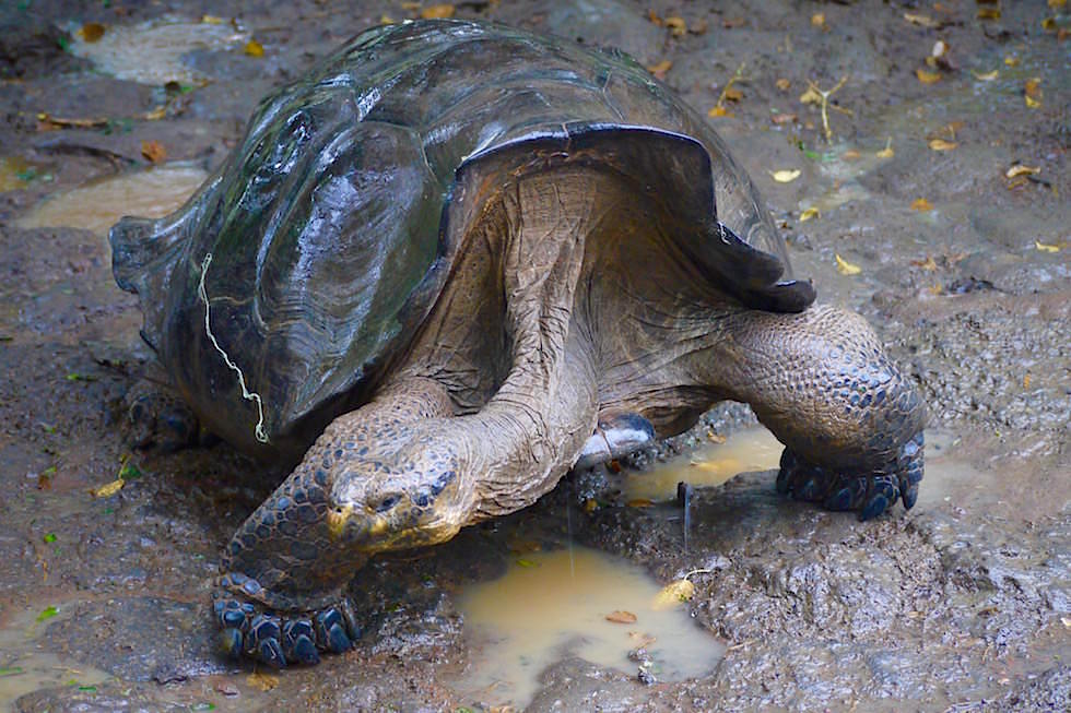 Riesenschildkröten Aufzuchtstation - Galapagos San Cristobal