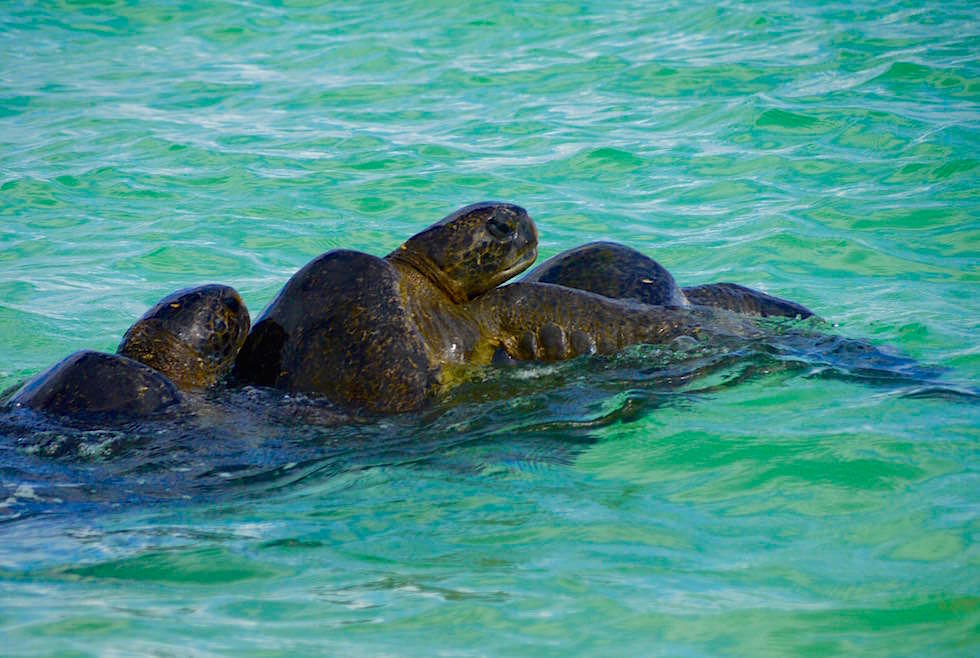 Meeresschildkröten paaren sich - Cormorant Point - Floreana - Galapagos