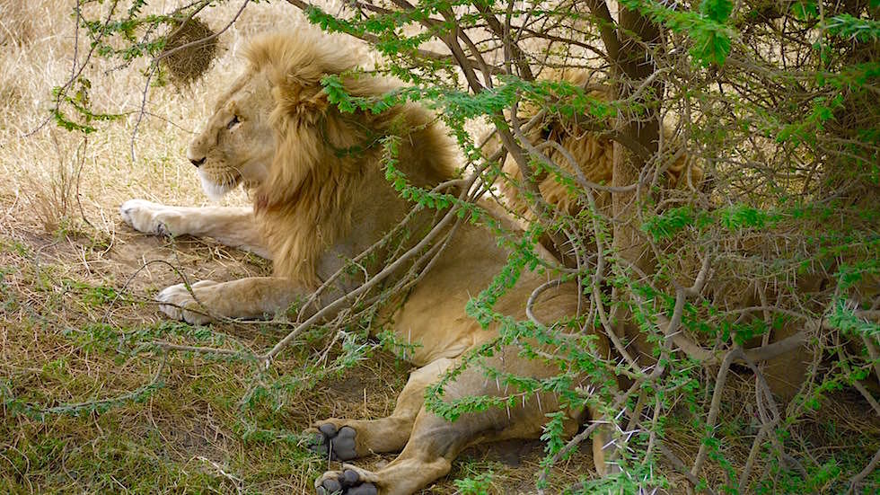 Löwen im Schatten liegend - Serengeti National Park - Tanzania