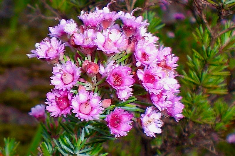 Wildblumen: Verticordia plumosa oder Federblütensträucher - Lesueur NP - Western Australia