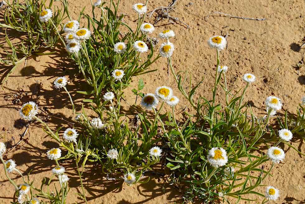 Wüsten- & Wildblumen beim Lake Eyre: Poached Egg Daisy (Polycalymma stuartii) - South Australia