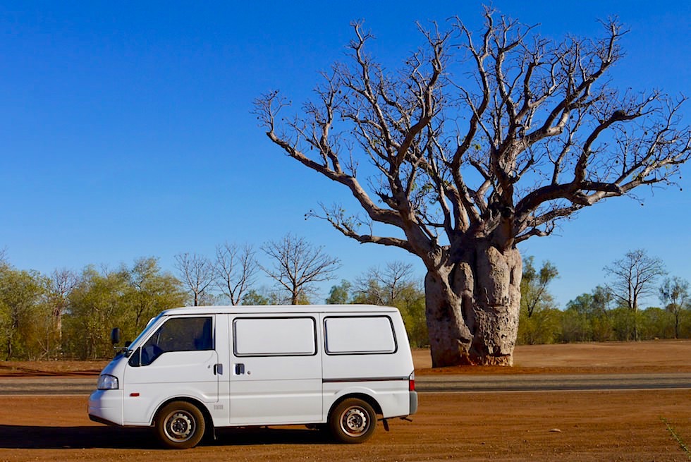 Großer markanter Boab Baum - Derby - Kimberley - Western Australia