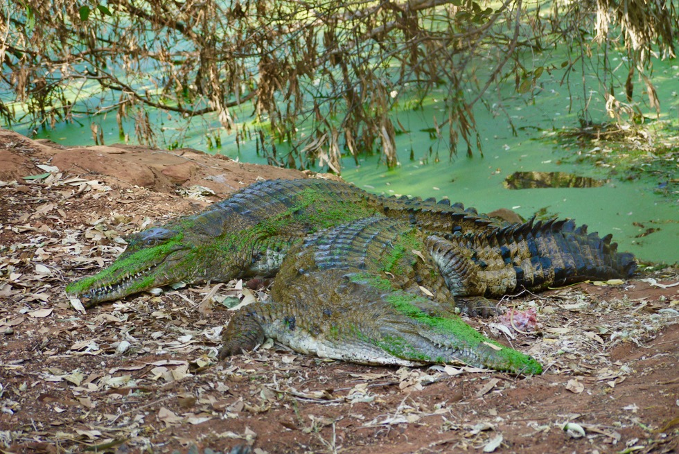 Malcolm Douglas Krokodilpark - Süsswasserkrokodil beim Ausruhen - Broome, Kimberley - Western Australia