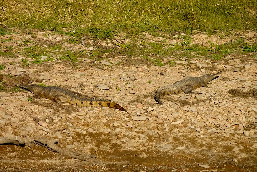Lake Argyle: hier leben mehr als 25.000 scheue Australien-Krokodile - Kimberley - Western Australia