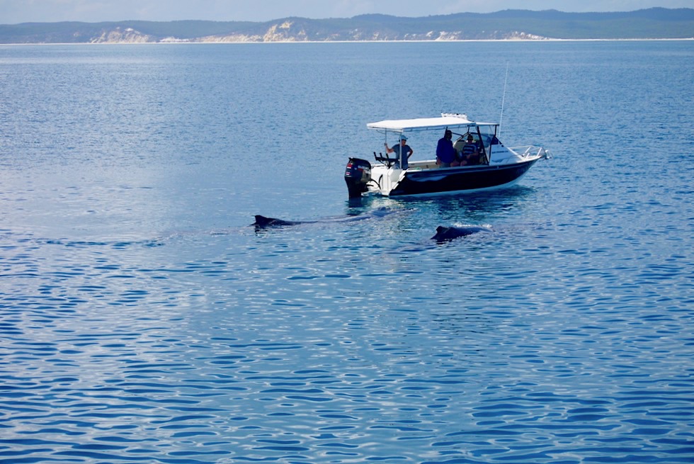 Hervey Bay - Buckelwale nähern sich kleinem Touristenboot - Freedom Whale Watch - Queensland