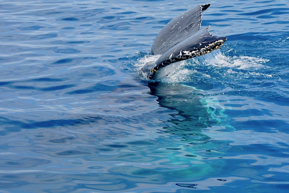 Buckelwale beim Flukenschlagen oder Lobtailing - Freedom Whale Watch - Hervey Bay - Queensland