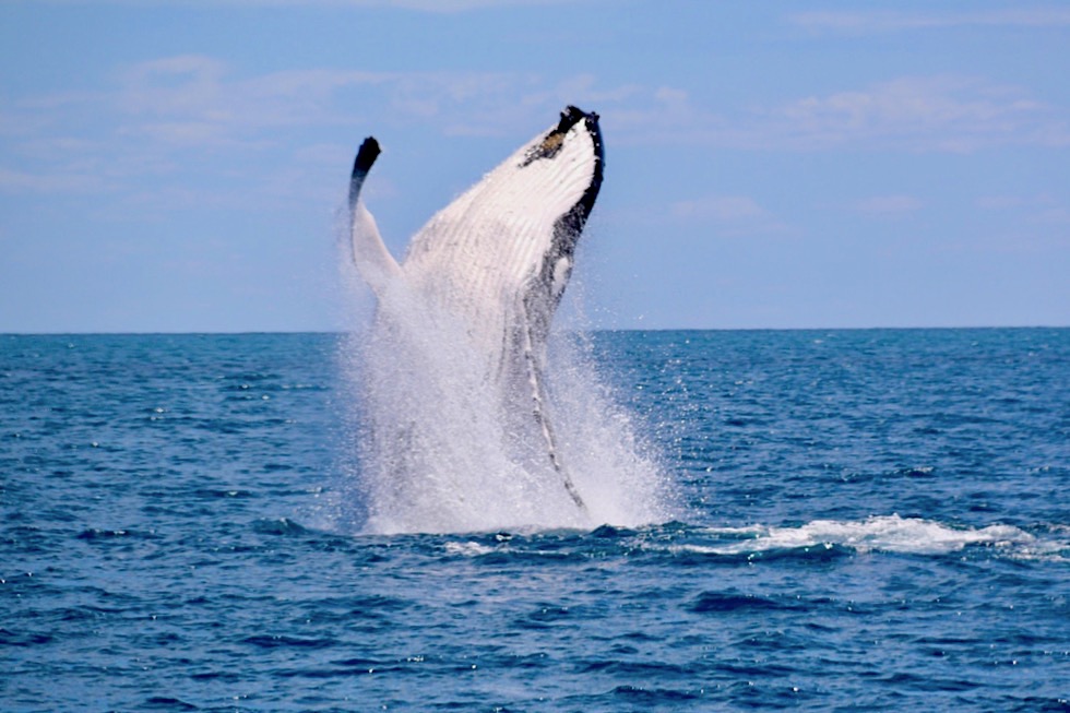 Humpack Whales Breaching - Freedom Whale Watch - Hervey Bay - Queensland