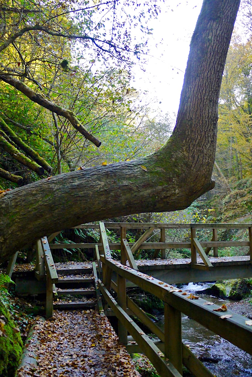 Ehrbachklamm Highlight - Baum, der im rechten Winkel weiterwächst & schöne Holzbrücke - Hunsrück Wanderung - Rheinland-Pfalz