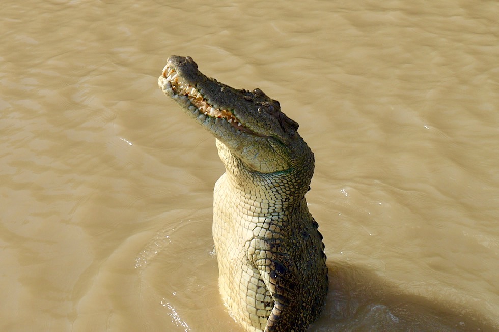 Faszination pur: Springendes Krokodil - Jumping Crocodile & Adelaide River Cruise - Northern Territory