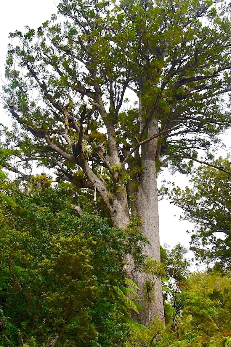 Waipoua Forest - Gigantische Kauri Bäume säumen den Straßenrand - Northland - Nordinsel Neuseeland